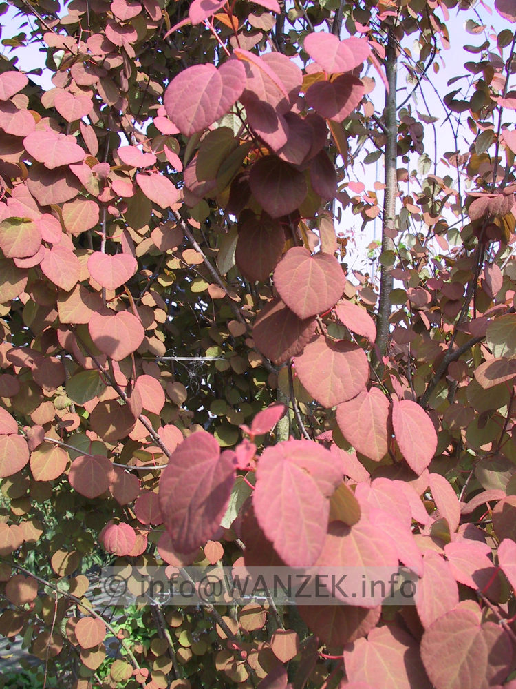 Cercidiphyllum japonicum - Austrieb 3.JPG